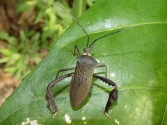 Acanthocephala latipes