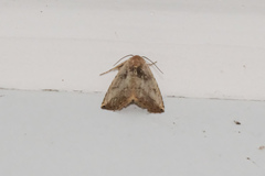 Anachrostis
