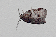 Garella vallata