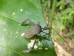 Acanthocephala latipes
