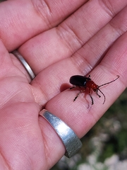 Cacoscelis abdominalis