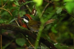 Arremon brunneinucha