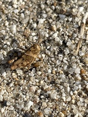 Trimerotropini