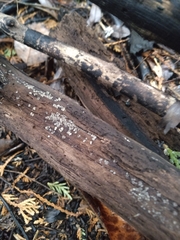 Mollisiaceae