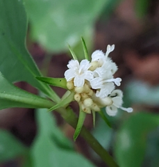 Palicourea tenerior