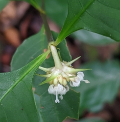 Palicourea tenerior