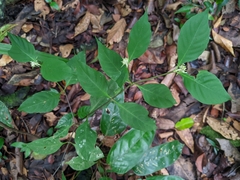 Palicourea tenerior