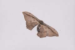Hyposidra infixaria