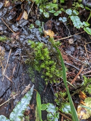 Dendroligotrichum tongariroense