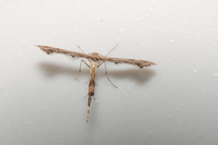 Lantanophaga pusillidactylus