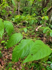 Callicarpa pedunculata