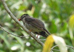 Hypsipetes madagascariensis