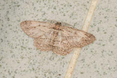 Hypomecis transcissa