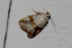 Maliattha amorpha