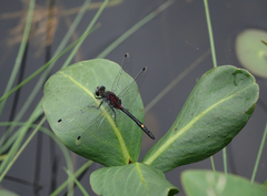 Leucorrhinia orientalis