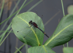 Leucorrhinia orientalis