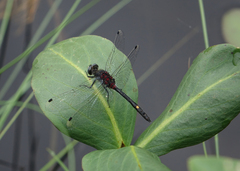 Leucorrhinia orientalis