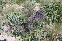 Nepeta ucranica