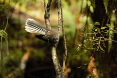 Rhipidura fuliginosa fuliginosa