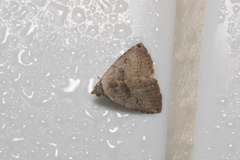 Anachrostis