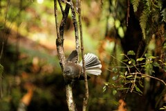 Rhipidura fuliginosa fuliginosa