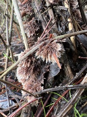 Thelephora terrestris