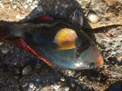 Notolabrus gymnogenis