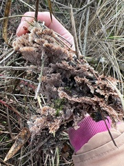 Thelephora terrestris