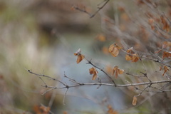 Ligustrum obtusifolium