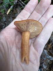 Lactarius substriatus