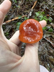 Lactarius substriatus
