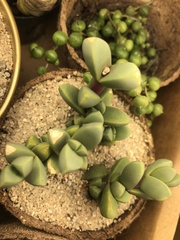 Corpuscularia lehmannii