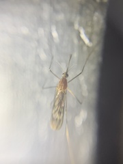 Anopheles occidentalis