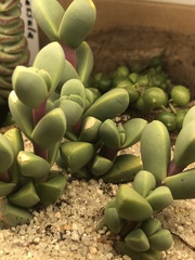 Corpuscularia lehmannii