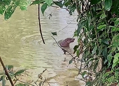 Lontra longicaudis