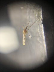 Anopheles occidentalis