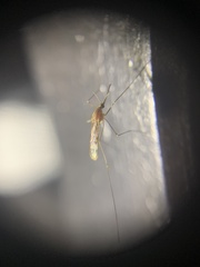 Anopheles occidentalis
