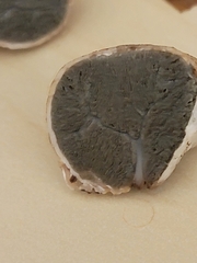 Hysterangium separabile