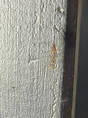 Anopheles occidentalis