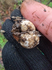 Hysterangium separabile