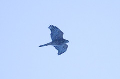 Accipiter gentilis