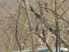 Dythemis nigra
