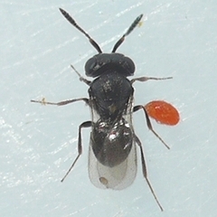 Trissolcus