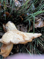 Lactarius alnicola