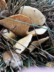 Lactarius alnicola