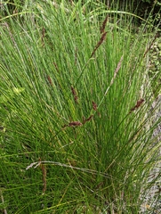 Machaerina rubiginosa