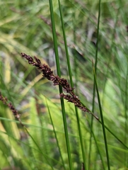 Machaerina rubiginosa