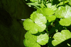 Hydrocotyle heteromeria