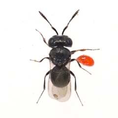 Trissolcus