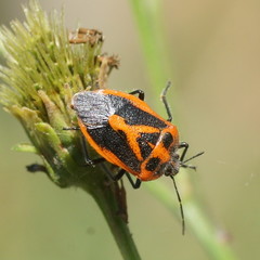 Agonoscelis rutila
